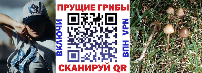 Псилоцибиновые грибы Psilocybine cubensis  Новая Ляля 